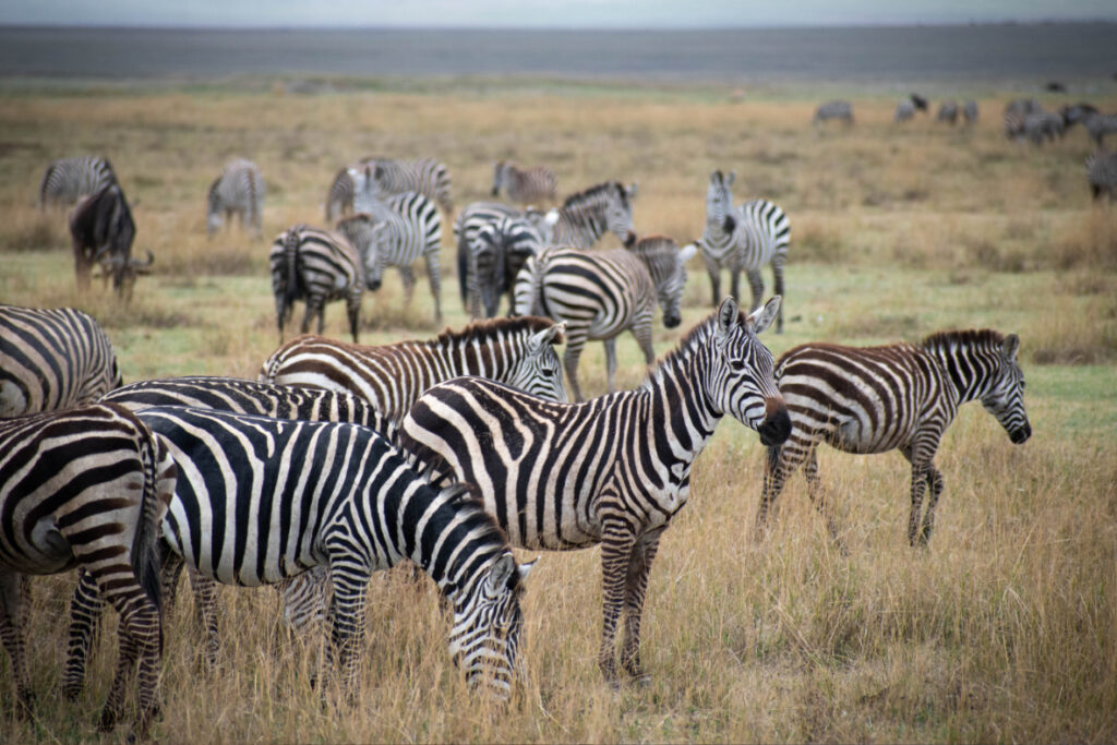 Serengeti Migration – Mnyalu Safaris